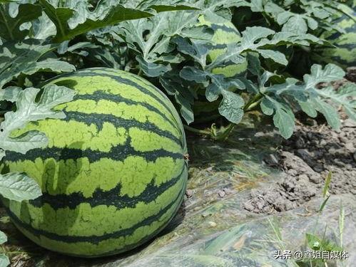 山东儿熄热门大瓜