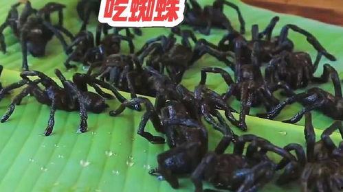 红蜘蛛跟黑蜘蛛吃瓜