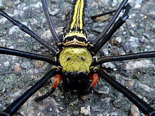 红蜘蛛跟黑蜘蛛吃瓜