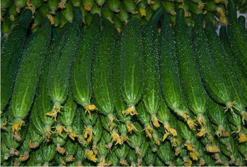 芋瓜价格今日最新行情图