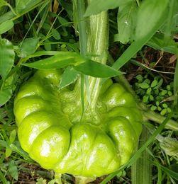 姜柄瓜今日价格12号,今日市场行情一览”