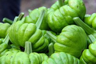 姜柄瓜今日价格12号,今日市场行情一览”