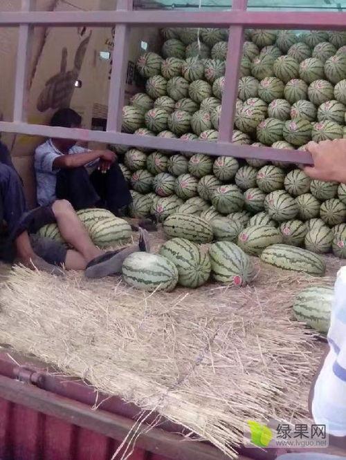 2024麒麟瓜今日价格行情,今日市场动态一览