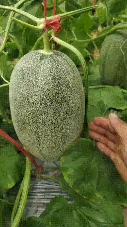 海南哈密瓜行情今日价格,价格行情一览