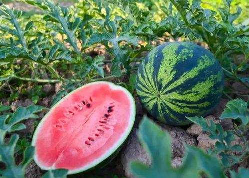 长垣吃瓜热门事件有几个,揭秘网络热议背后的真相与争议