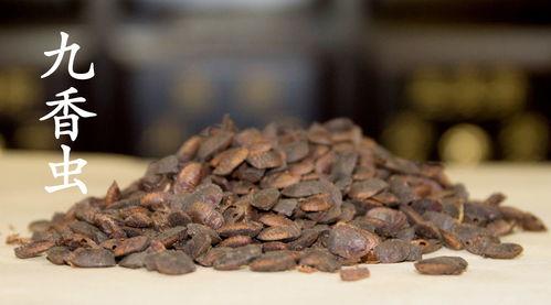 瓜黑蝽如何吃,揭秘其独特的取食技巧