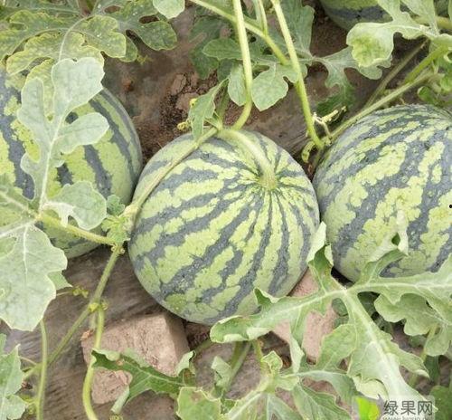 今日苏瓜价格行情最新,今日市场动态一览