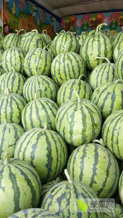 今日苏瓜价格行情最新,今日市场动态一览