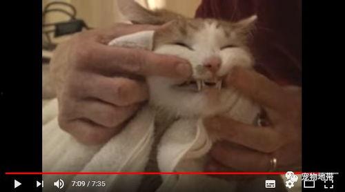 吃自己的瓜也自黑的说说,吃瓜不忘自黑，幽默中见真我