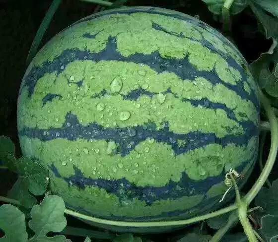 黑神话弥勒吃瓜,弥勒吃瓜，揭秘游戏中的神秘传说