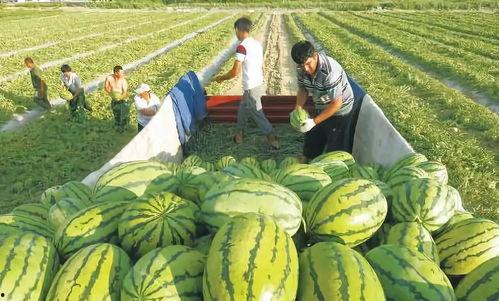 山东临沂十八中吃瓜最新事件爆料,校园风波背后的真相揭秘