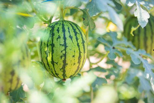 山东临沂十八中吃瓜最新事件爆料,校园风波背后的真相揭秘