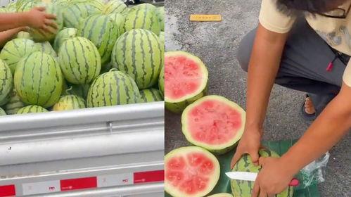 昆明今日生瓜价格表