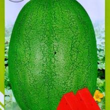 新瓜热门,揭秘网络热点的背后真相