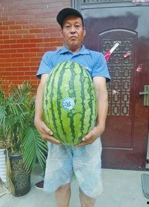 今日大瓜 每日大赛往期