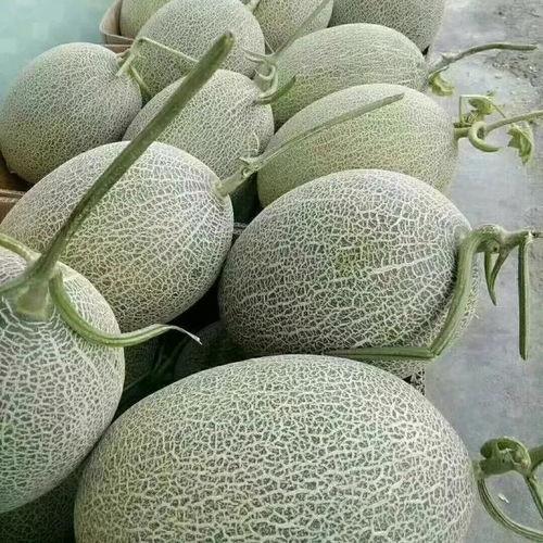 新疆哈密瓜行情今日价格,今日价格走势解析”