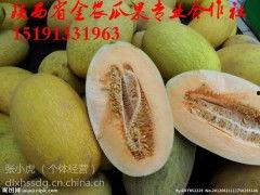 新疆哈密瓜行情今日价格,今日价格走势解析”