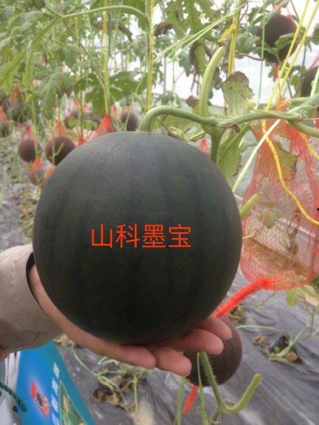 吃瓜黑科是什么意思,网络流行语的内涵与演变