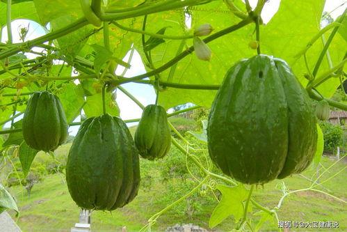 吃佛手瓜大便黑正常吗图片,揭秘健康饮食小常识