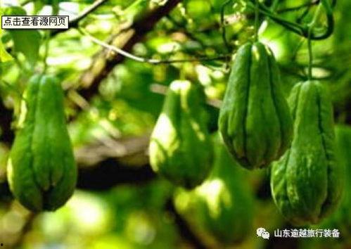 新鲜兰瓜中间有点黑可以吃吗