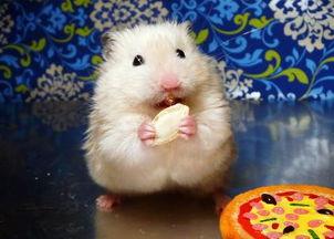 仓鼠可以吃黑瓜不会死吗,真的不会致命吗？