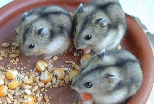 仓鼠可以吃黑瓜不会死吗,真的不会致命吗？