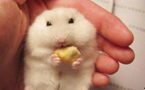 仓鼠可以吃黑瓜不会死吗,真的不会致命吗？