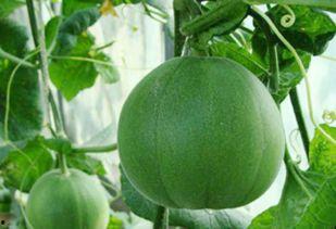 2025热门瓜盘点,揭秘娱乐圈风云变幻