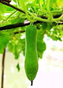 黑总去外婆家吃的瓜,一场味蕾与传统的邂逅