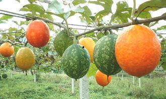 首横城吊瓜今日价格,价格行情一览”