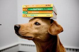 明星网红狗狗怀孕视频,萌态百出引网友热议