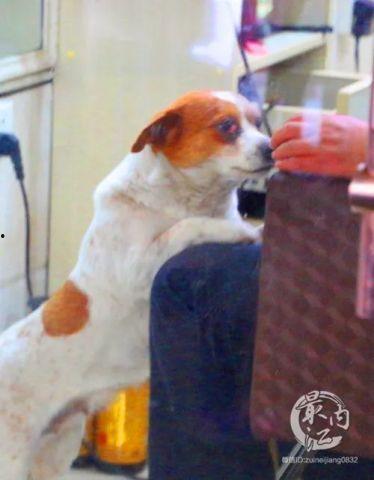 明星网红狗狗怀孕视频,萌态百出引网友热议