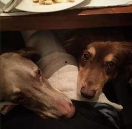 明星网红狗狗怀孕视频,萌态百出引网友热议