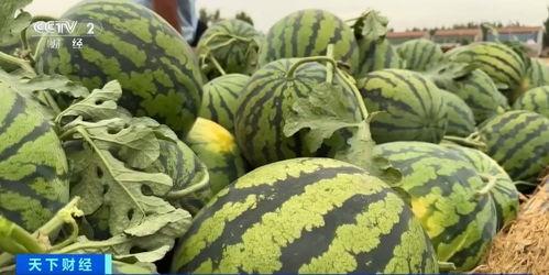 黑料吃瓜网热点大瓜蘑菇,蘑菇热点大瓜，揭秘娱乐圈幕后真相