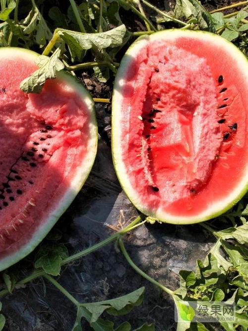 黑料吃瓜网热点大瓜蘑菇,蘑菇热点大瓜，揭秘娱乐圈幕后真相